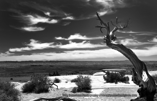 Desert Juniper, just north of Capital Reef National Park, Utah, United States.