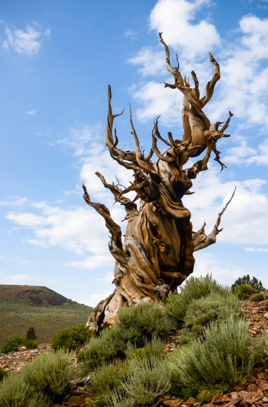 "Centinal" Bristlecone Pine Tree, Inyo National Forest, White Mountains, California