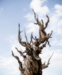 "Old Man in the Sky" Bristlecone Pine Tree, Inyo National Forest, White Mountains, California